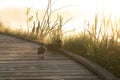 Group of ducks on a boardwalk with lush grass illuminated by warm sunlight in the morning.