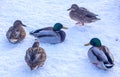 Flock of ducks on ice