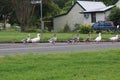 Australian Ducks Crossing a Road Royalty Free Stock Photo