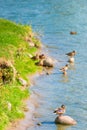 Group of ducks and drakes near the water Royalty Free Stock Photo