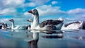 Ducks floating on the surface of the lake Royalty Free Stock Photo