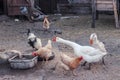 Group of Ducks, Geese and Chickens. Two goose chase other birds from the feeder Royalty Free Stock Photo