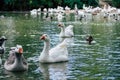 Group of ducks geese swimming in the pond Royalty Free Stock Photo