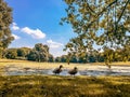 Group of ducks on the grass in a natural park on autumn Royalty Free Stock Photo