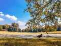 Group of ducks on the grass in a natural park on autumn