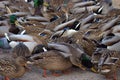 A group of Ducks Royalty Free Stock Photo