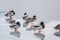 Group ducks on the ice in the river in winter I