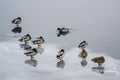Group ducks on the ice in the river in winter II