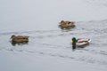 Group ducks on the ice in the river in winter III