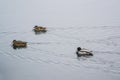 Group ducks on the ice in the river in winter IV
