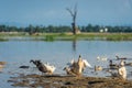 Group of ducks in lake near U Bein Bridge, Mandalay region, Myanmar Royalty Free Stock Photo