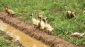 A group of ducks look for food in rice fields Royalty Free Stock Photo