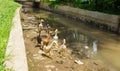 Group of ducks ready to cross the river photo taken in dramaga bogor indonesia