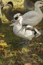 A group of ducks resting in the grass. The duck in the foreground has white and black feathers and black eyes Royalty Free Stock Photo