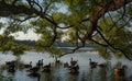 A group of ducks resting under trees Royalty Free Stock Photo