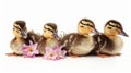 Four ducks in a row Royalty Free Stock Photo