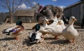 Group of ducks on small round stones ground, blurred farm background, close detail, shallow depth field, only one bird Royalty Free Stock Photo