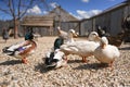 Group of ducks on small round stones ground, blurred farm background, close detail, shallow depth field, only one male bird eye in Royalty Free Stock Photo