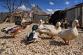 Group of ducks on small round stones ground, blurred farm background, close detail, shallow depth field photo Royalty Free Stock Photo