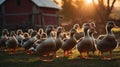 Golden Hour Flock of Ducks on Farmland Royalty Free Stock Photo