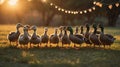 Golden Hour Ducks: Serene Flock at Sunset Royalty Free Stock Photo