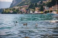 Group of ducks swimming in bright blue water of Como lake near Menaggio town in Lombardy region in Northern Italy Royalty Free Stock Photo