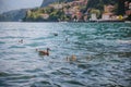 Group of ducks swimming in bright blue water of Como lake near Menaggio town in Lombardy region in Northern Italy Royalty Free Stock Photo
