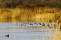 Group of ducks swimming in the lake surrounded by tall yellow grass branches