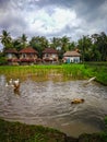 Group of ducks swimming in pond in front of house