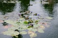 Group of ducks swimming in a pond surrounded by lush green lilypads Royalty Free Stock Photo