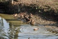 A group of ducks swimming in a pond in a village Royalty Free Stock Photo