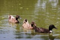 Group of ducks swimming in the pond water in a row Royalty Free Stock Photo