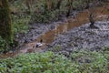 Group of ducks swimming in a small, muddy river in