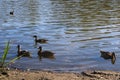 Group of ducks swimming in a tranquil pond