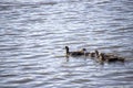 A group of ducks swimming in the water of a pond Royalty Free Stock Photo