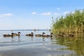 A group of ducks swims on the lake Royalty Free Stock Photo