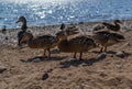 Group ducks walk on sandy pebble shore in search of food. Waves in blue lake sparkle from sun. Animals with feathers. Warm Royalty Free Stock Photo
