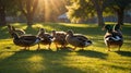 Golden Hour Ducks in a Park: Serene Sunset Scene Royalty Free Stock Photo