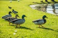 Photo of a flock of ducks perched on a vibrant green field