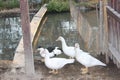 A group of ducks who want to find food in the afternoon