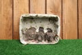 Dumbo rats in basket on wood background Royalty Free Stock Photo