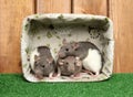 Dumbo rats in basket on wood background Royalty Free Stock Photo