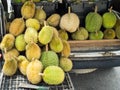 Group of Durian are ready for sell