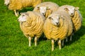 Group of dutch domestic sheep with blank ear tags standing together in the pasture, popular agricultural animal specie