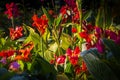 Group of dwarf Canna Indian shoot.