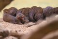 A group of Dwarf Mongoose enjoying a quick huddle before the game Royalty Free Stock Photo