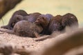 A group of Dwarf Mongoose enjoying a quick huddle before the game Royalty Free Stock Photo