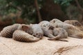 Group of Dwarf Mongoose snoozing all together
