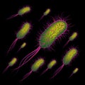 Group of the E coli Bacteries Royalty Free Stock Photo