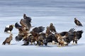 Group of eagles on ice. Steller`s sea Birds feeding fish in the snow lake. Animal behaviour in winter.eagles, Haliaeetus pelagicu